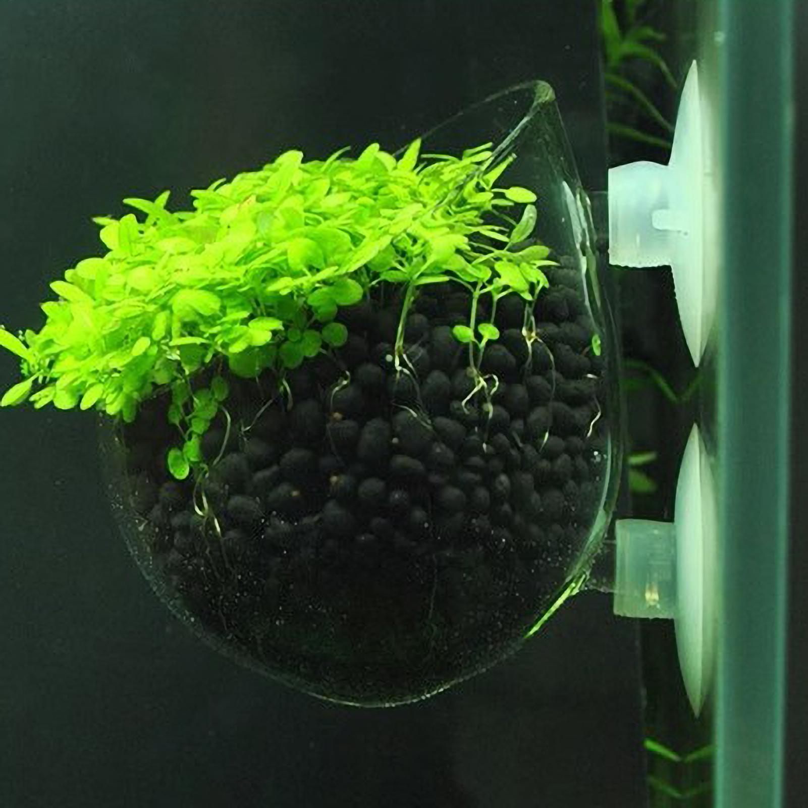 Planted Aquarium Materials - ที่วางต้นไม้ในตู้ปลา กระถางแก้วสำหรับปลูกพืชน้ำ พร้อมจุกดูดสุญญากาศ สำหรับปลูกพืชสดในตู้ปลา ที่วางต้นไม้ในตู้ปลา ของตกแต่งตู้ปลา