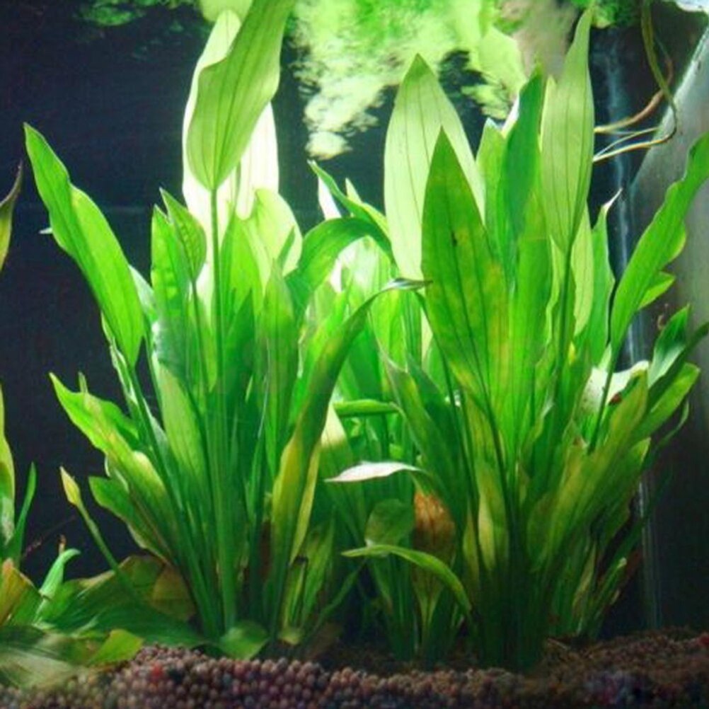 Planted Aquarium Materials - 15 ซม.ประดิษฐ์ Aquarium Decor พืชน้ําวัชพืชเครื่องประดับน้ําถังปลาหญ้าอุปกรณ์ตกแต่ง