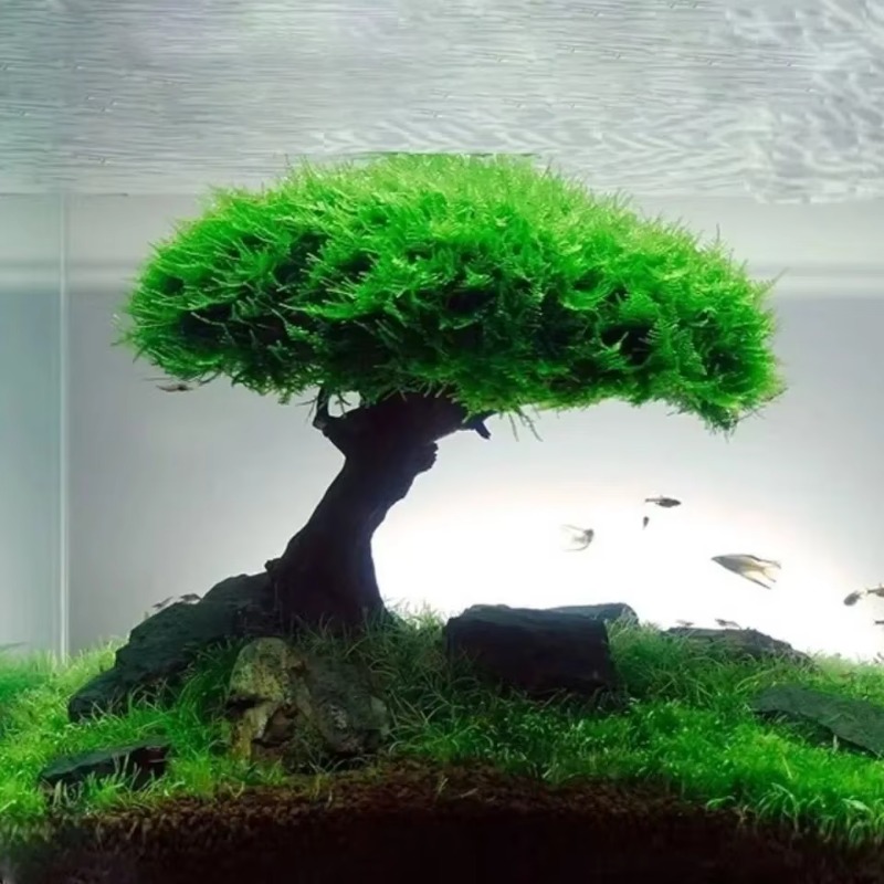 Planted Aquarium Without Fish - ถังปลาพืช MOSS ตกแต่งต้นไม้ภูมิทัศน์ไม้รากพืช Driftwood น้ําหญ้า Aquarium