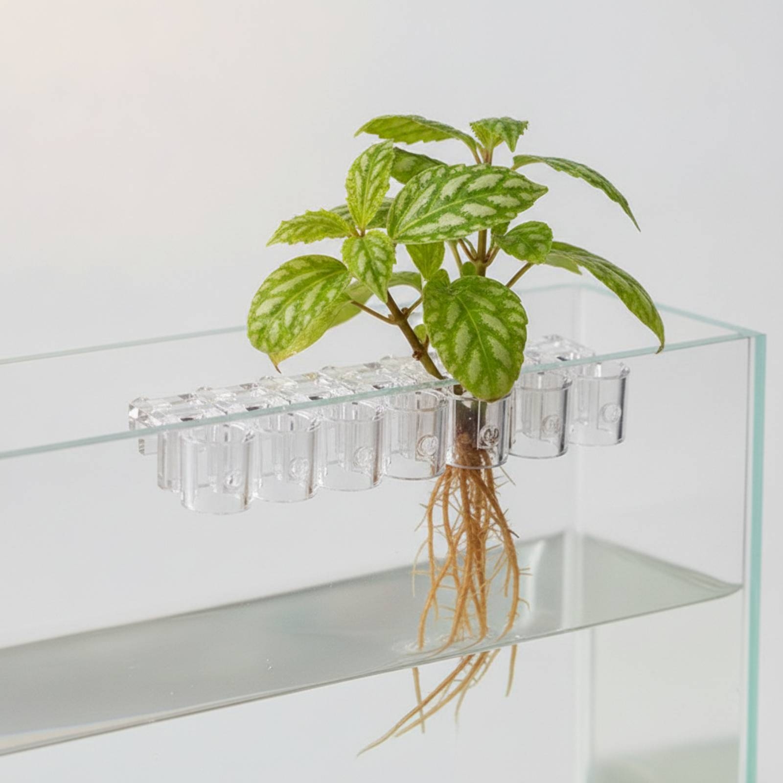 คลิปหนีบกระถางปลูกพืชน้ำแบบใส  - Aquarium Planted Aquarium บทวิจารณ์และราคา