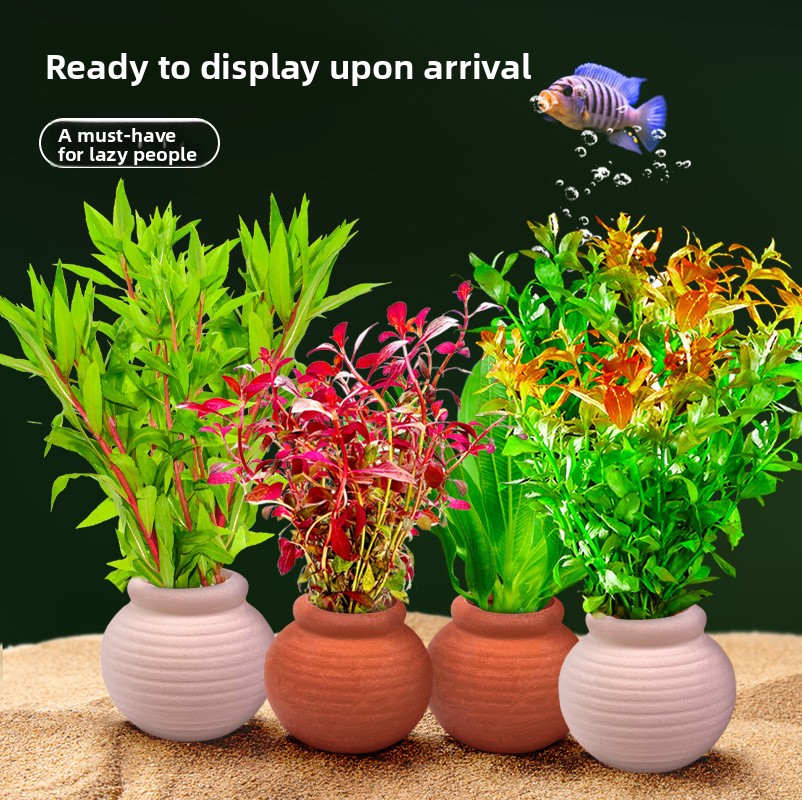 แคมโม แองเคอร์สำหรับปลูกพืชในต - Planted Aquarium Anubias บทวิจารณ์และราคา