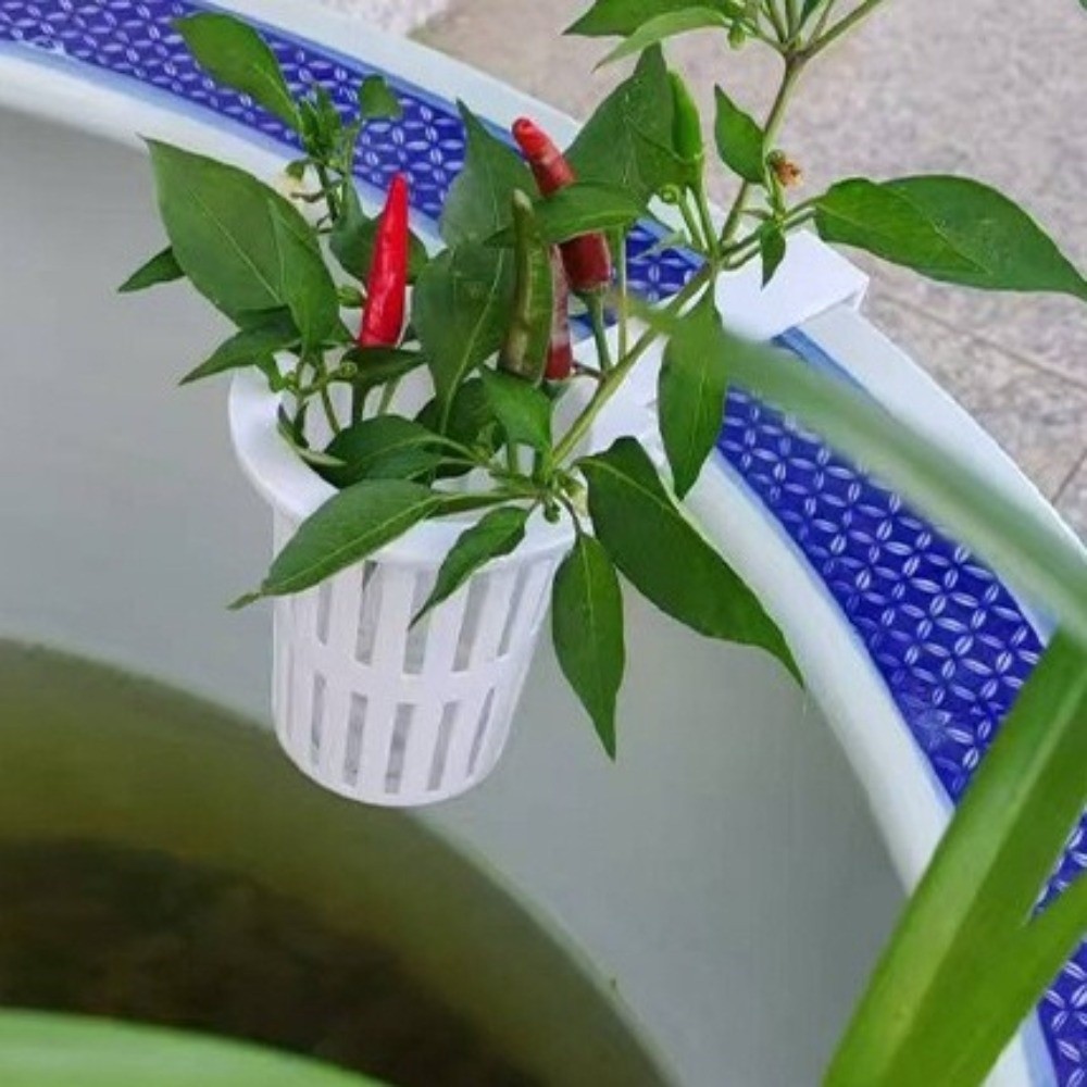 ตะกร้าปลูกพืชน้ำติดผนัง กระถาง - Aquarium Planted Wall บทวิจารณ์และราคา
