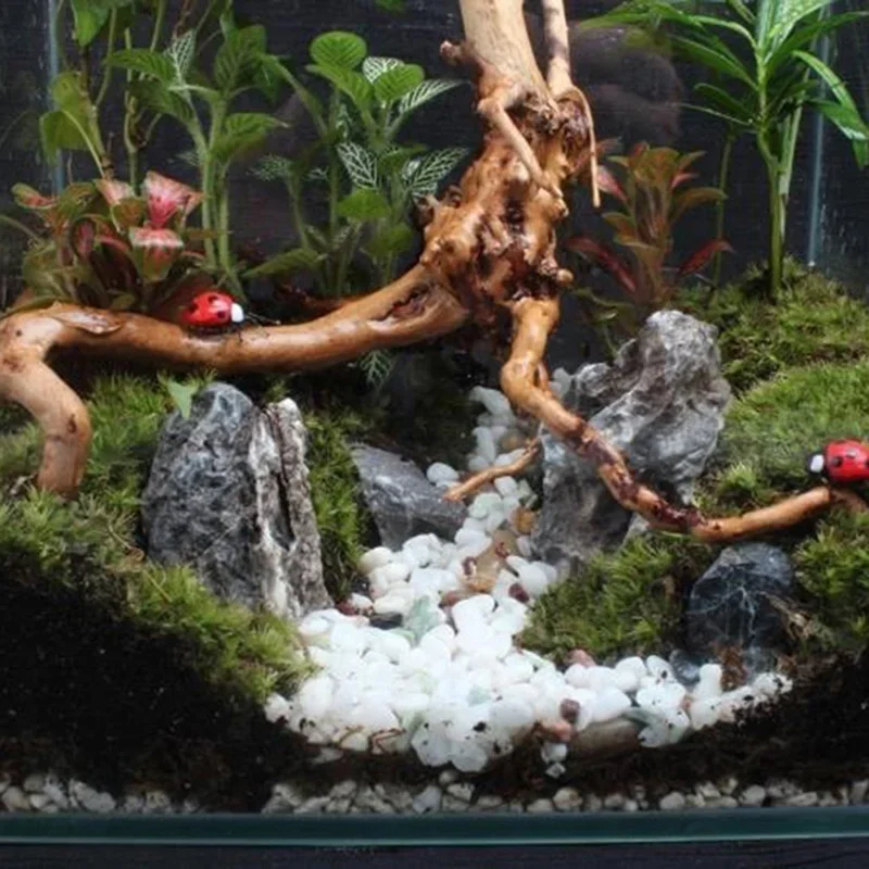 ต้นไม้ธรรมชาติลำต้นไม้ดริฟท์วู - Aquarium Planted Soil บทวิจารณ์และราคา