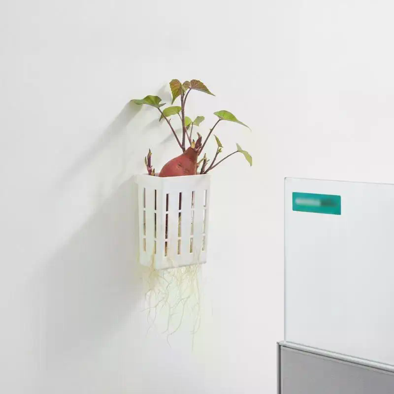 ตะกร้าปลูกพืชแบบไฮโดรโพนิก 1 ช - Aquarium Planted Aquarium บทวิจารณ์และราคา