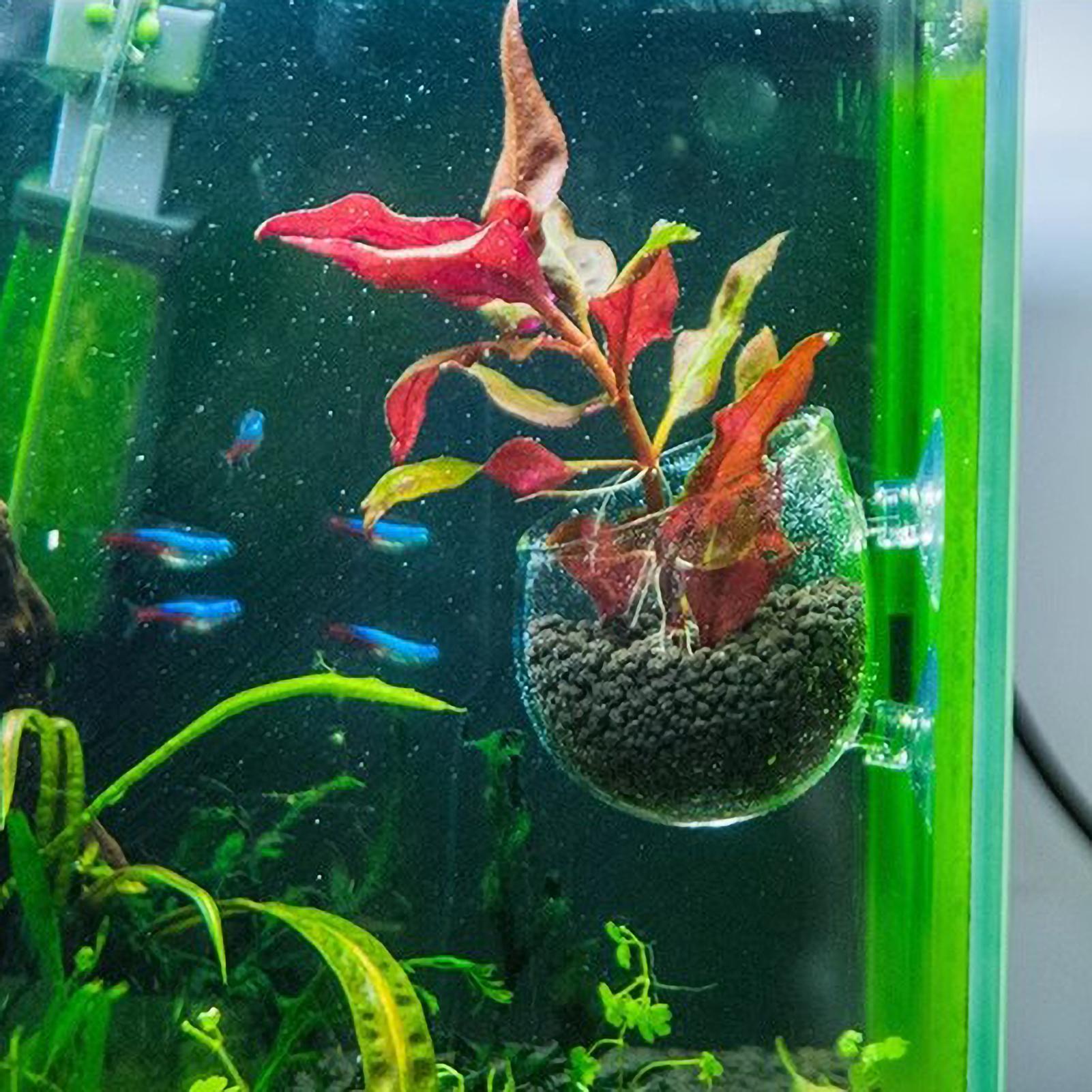 ที่วางต้นไม้ในตู้ปลา กระถางแก้ - Planted Aquarium Materials บทวิจารณ์และราคา