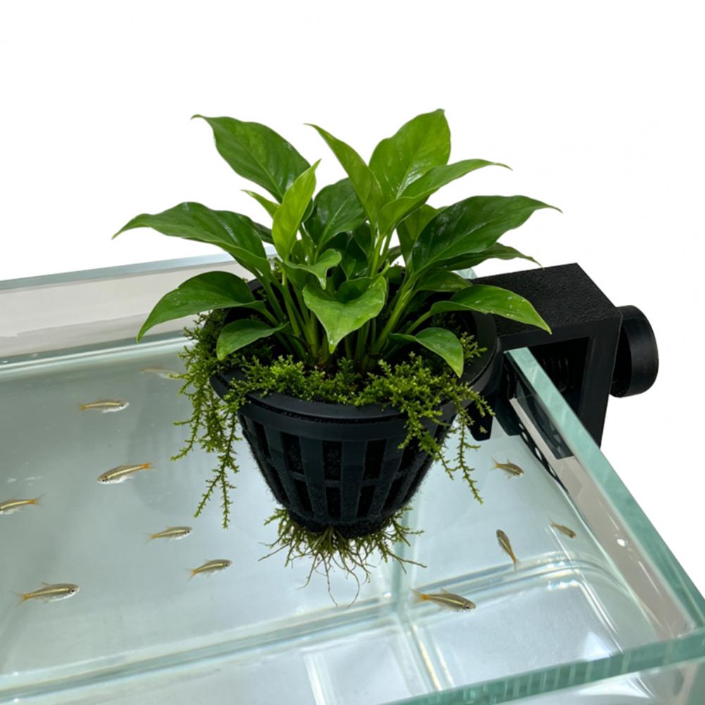 ที่แขวนปลูกพืชน้ำในตู้ปลาพร้อม - Planted Aquarium Anubias บทวิจารณ์และราคา