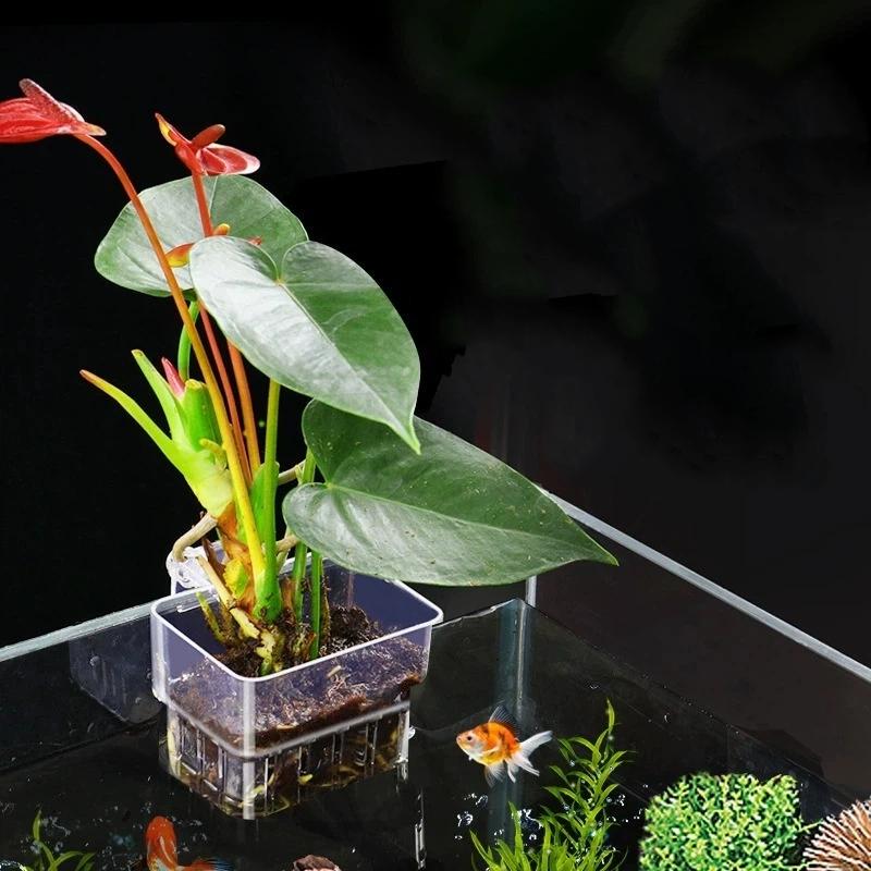 ที่แขวนต้นไม้ในตู้ปลาแบบใส ติด - Aquarium Plant Easy To Grow บทวิจารณ์และราคา