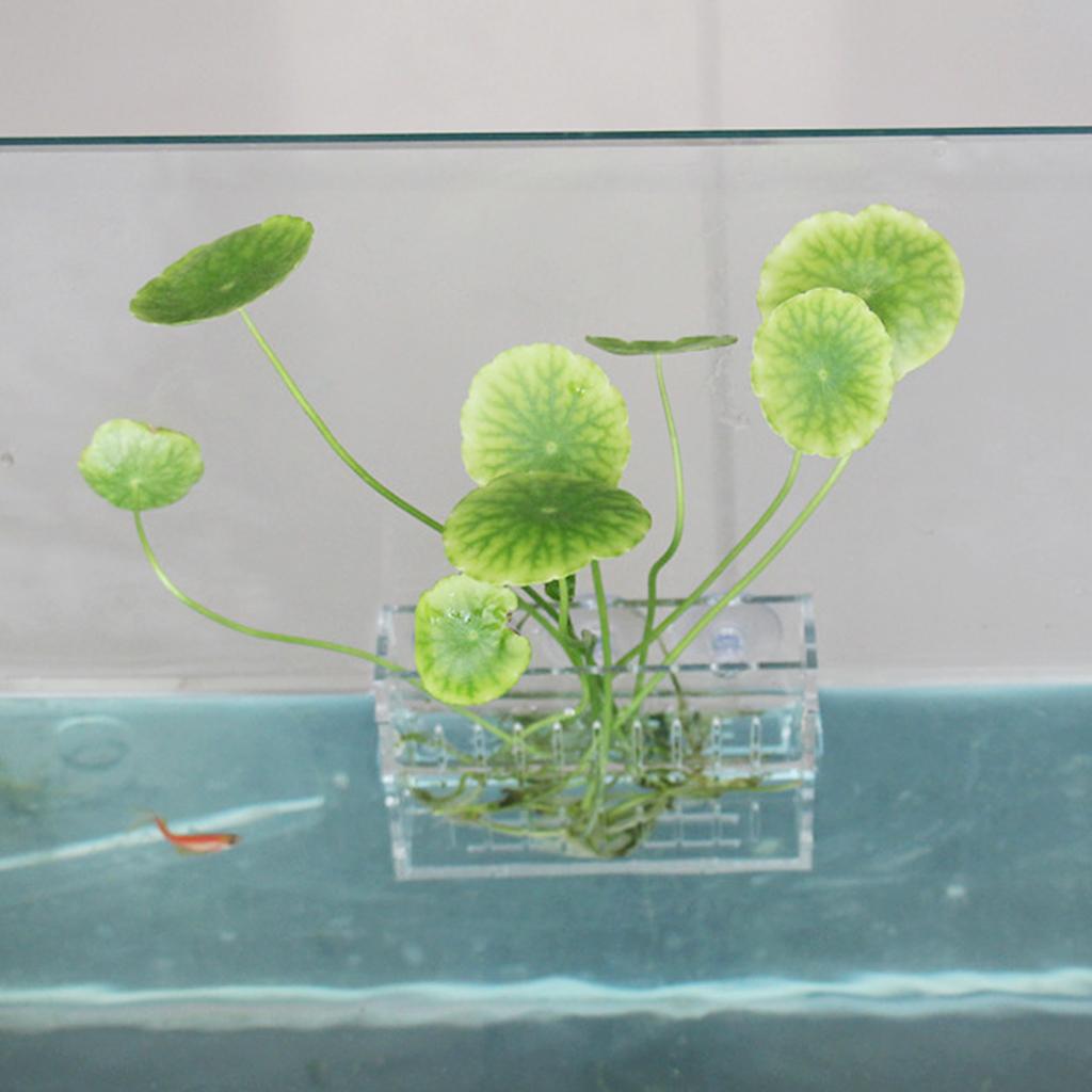 ที่ใส่ต้นไม้น้ำ แจกันอะคริลิคใ - Aquarium Planted Wall บทวิจารณ์และราคา