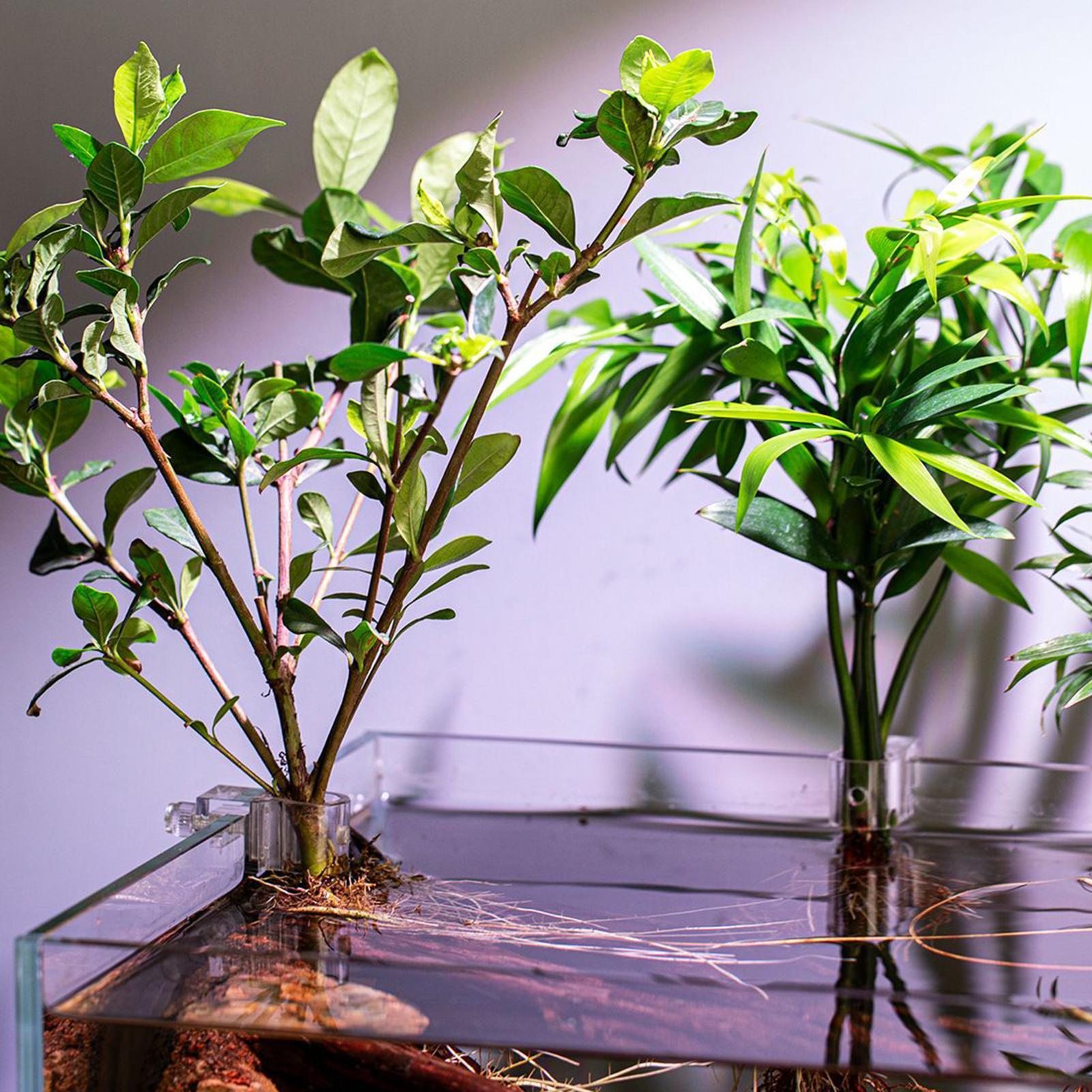ที่แขวนต้นไม้ในตู้ปลาแบบใส 6 ช - Planted Aquarium Materials บทวิจารณ์และราคา