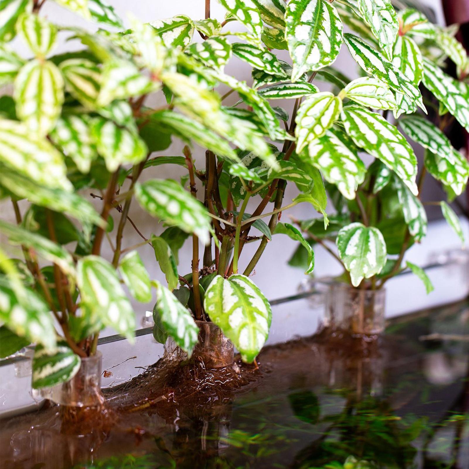 ที่แขวนต้นไม้ในตู้ปลาแบบใส 6 ช - Planted Aquarium Materials บทวิจารณ์และราคา