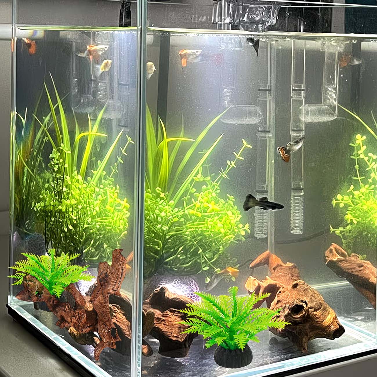 ไม้ลอยน้ำธรรมชาติขนาด 5-10 ซม. - Aquarium Planted Substrate บทวิจารณ์และราคา