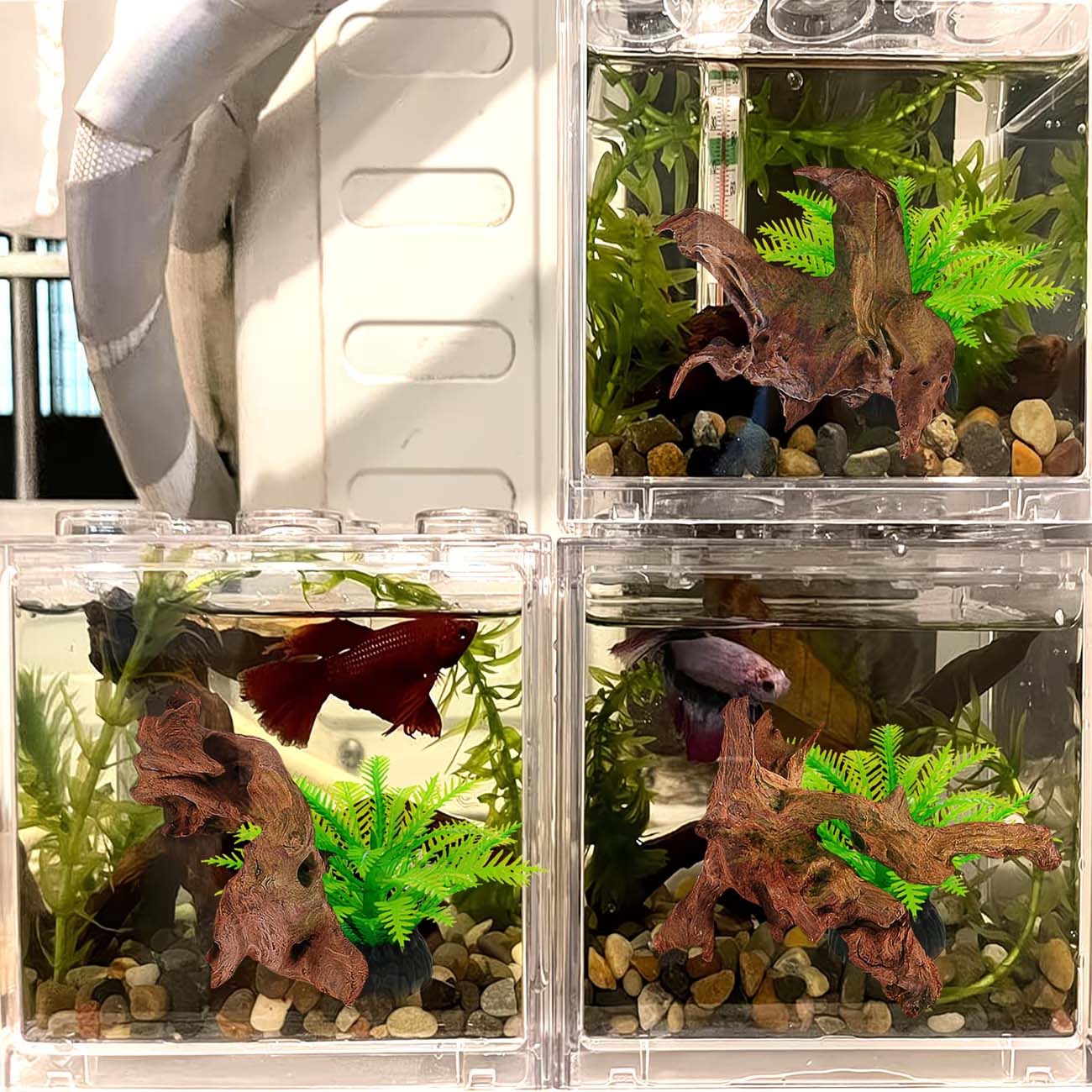 ไม้ลอยน้ำธรรมชาติขนาด 5-10 ซม. - Aquarium Planted Substrate บทวิจารณ์และราคา
