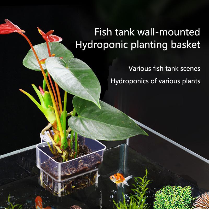 ถ้วยปลูกพืชไฮโดรโปนิกส์ในตู้ปล - Aquarium Planted Tank Setup บทวิจารณ์และราคา