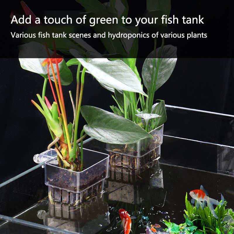 ถ้วยปลูกพืชไฮโดรโปนิกส์ในตู้ปล - Aquarium Planted Tank Setup บทวิจารณ์และราคา
