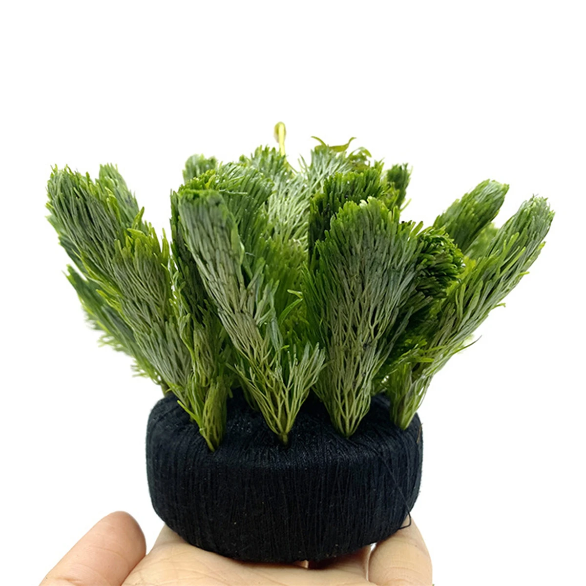 5 ชิ้นสีดําถังปลาน้ําหญ้าปลูกก - Aquarium Planted Substrate บทวิจารณ์และราคา